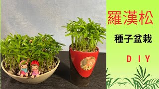 種子盆栽DIY教學羅漢松 [upl. by Toby]