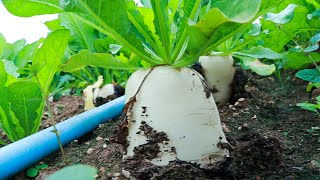 Agriculture Technology  Planting Radishes from Seed and Harvesting [upl. by Hagerman]