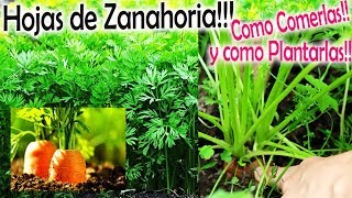 Hojas de Zanahoria COMERLAS y Como Plantarlas Huerto Orgánico [upl. by Anaz]