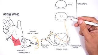 PAIN Physiology  The Ascending Pathway Descending Pain Pathway and the Substantia Gelatinosa [upl. by Barris208]