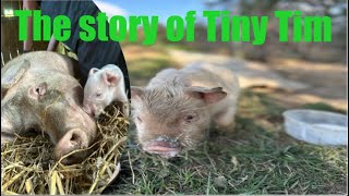 The Story of Tiny Tim [upl. by Modnar]