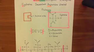 Introduction to Apoptosis  The Caspase Enzymes Part 2 [upl. by Mandeville]