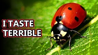 Ladybug facts aka ladybeetle facts  Animal Fact Files [upl. by Nnyroc]