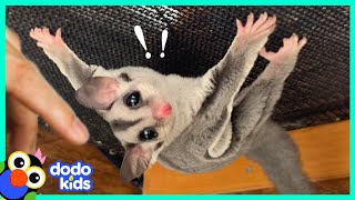 Sugar Glider Care Diet bonding environment and MORE [upl. by Nanci]