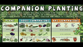 What is Companion Planting Food Forest Examples [upl. by Sarson]