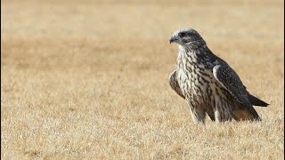 Falconry Training a brand new falcon Part 2 [upl. by Rayle]