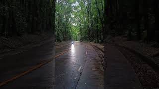 LOBOCBILAR MAN MADE FOREST BOHOL MANMADEFOREST [upl. by Ecinaej65]