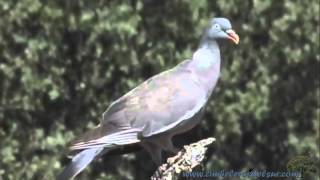 Palomas Torcaces 1ª parte  Cibeleros del Sur [upl. by Deidre]