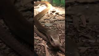 Coastal Taipan  Australian Reptile Park snakes venomous reptiles [upl. by Nybbor159]