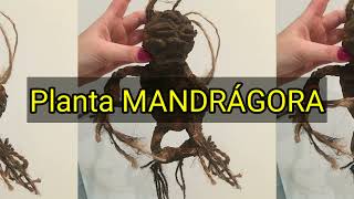 Planta Mandrágora Oque é e para quê serve a Planta Mágica [upl. by Odnanreh]