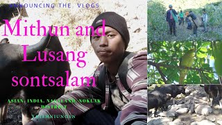 MITHUN Cow the State Animals of Nagaland 🔥 Vlog in Forest 🌳🌲 Mountain area 🌳 [upl. by Oiraved]