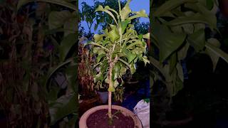 Nag Champa Plumeria Pudica Repotting Tips shorts ytshorts gardening [upl. by Ttcos718]