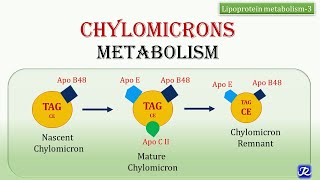 Pharmacology  DRUGS FOR HYPERLIPIDEMIA MADE EASY [upl. by Franzoni]