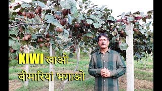 A TOUR TO KIWI FARM BY DALJIT SINGH [upl. by Wassyngton]