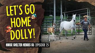 Horse Shelter Heroes S5E25  Lets Go Home Dolly [upl. by Avid]