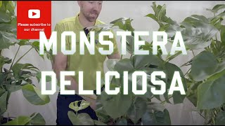 All you need to know about Monstera Deliciosa [upl. by Clothilde]