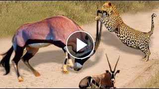 Amazing scimitar oryx protect Teammate From leopard attack [upl. by Thorbert]