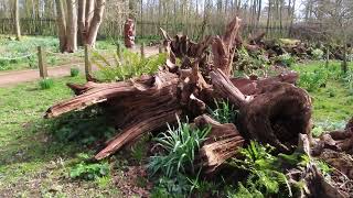 The Stumpery Burnby Hall Gardens [upl. by Charbonnier]