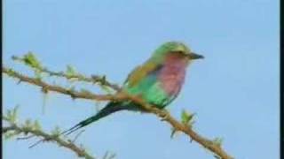 Lilacbreasted Roller [upl. by Far]