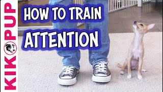 The Attention Noise  Puppy Training [upl. by Rekoob]