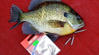 Dropshot Fishing for Panfish Big Bluegills [upl. by Maxy39]