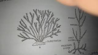 Ectocarpus introduction and vegetative structure [upl. by Hamlani839]