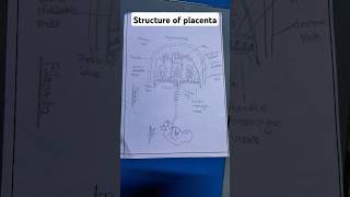 Structure of placenta  placenta ka diagram shorts yt short bss loyal shail [upl. by Drehcir]