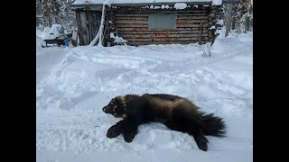 Trapping in Alaska 2020 Part 5 Final [upl. by Hsak213]