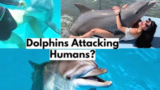 Do Dolphins Attack Humans [upl. by Nallek]