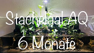 Stachelaal Aquarium 6 Monate Standzeit aquaristik [upl. by Ahsimin]