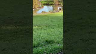 reels2024 Braunstone park swans 🦢 in the afternoon sun ☀️ enjoy 😉 subscribe [upl. by Vachel]