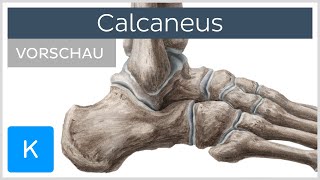 Calcaneus Anatomie und Funktion  Kenhub [upl. by Copland262]