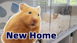 Cute Hamsters First Night in New Cage [upl. by Hadwyn]