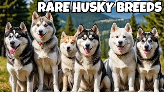 23 Husky Breeds You Never Knew Existed [upl. by Peednas]