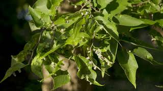 Celtis occidentalis  Hackberry Sugarberry [upl. by Ahsiel]