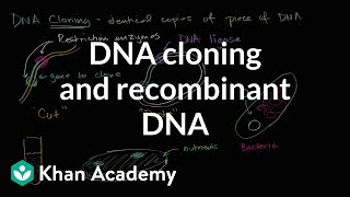 DNA cloning and recombinant DNA  Biomolecules  MCAT  Khan Academy [upl. by Eneirda313]