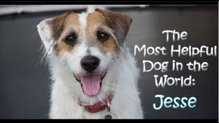 The Most Helpful Dog in the World Jesse [upl. by Adore]