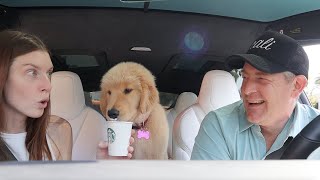 PUPPYS FIRST PUPPUCCINO [upl. by Lleddaw]