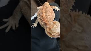 How to tell when your bearded dragon is about to start shedding [upl. by Buffum]