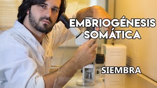 La embriogénesis somática en la vid III  Siembra de los estambres en medio de inducción [upl. by Earazed]