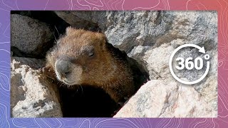 The Real Screaming Marmot Sounds Off  Wildlife in 360 VR [upl. by Yelrak]