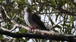 Barshouldered Dove Hervey Bay Qld [upl. by Darach573]