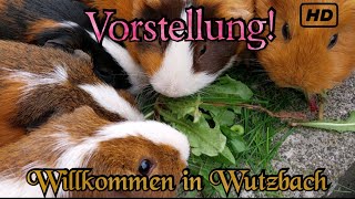 Die Vorstellung aller Meerschweinchen warum haben wir überhaupt welche [upl. by Yelra152]