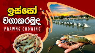 ඉස්සො වගාව Prawns pondBST Saman [upl. by Christie]