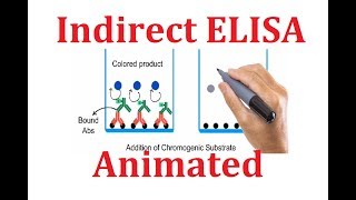 Indirect ELISA Animated explanation [upl. by Marolda]