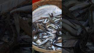 Padma river natural fish dneyes fish shorts [upl. by Litnahs]