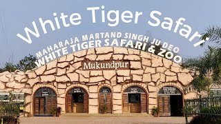 White Tiger Safari Mukundpur MP  Tourist Place Near Satna [upl. by Akerdal]