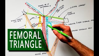 Femoral Triangle  Boundaries and Contents  Anatomy Tutorial [upl. by Fenwick]