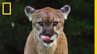 See Why the Mysterious Mountain Lion Is the ‘Bigfoot’ of Big Cats  Short Film Showcase [upl. by Tamar617]