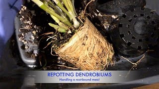 Repotting two Dendrobiums  Handling potbound roots [upl. by Arahsal40]